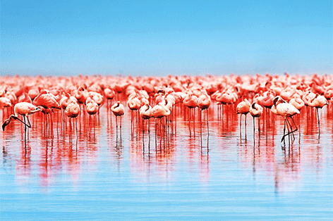 kam gelijktijdig Onze onderneming Aluminium schilderij "A lot of flamingo's" van Mondiart te koop @  Betaalbarekunst.nl. Schitterende foto geprint op dibond. Dit goedkope  kunstwerk is leverbaar in glans of mat en inclusief ophangsysteem.