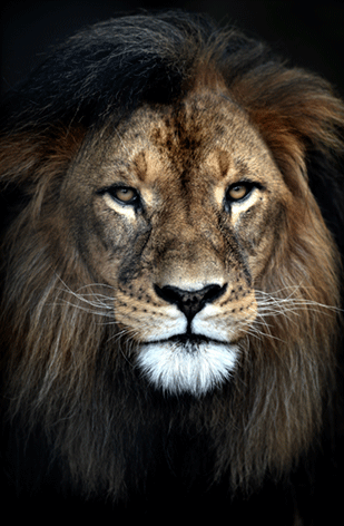 close-up van een leeuw met zwarte achtergrond