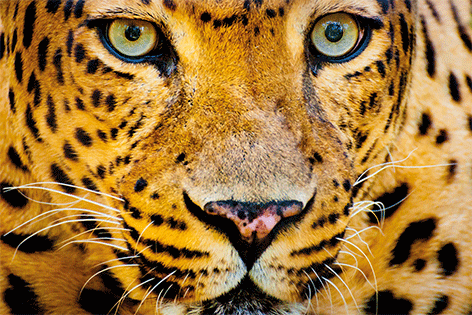 Close-up leopard Luipaard