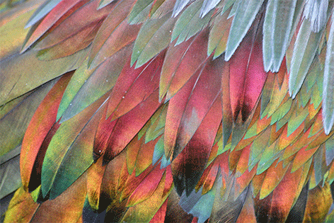 Pigeon's colorful features Vogel Veren