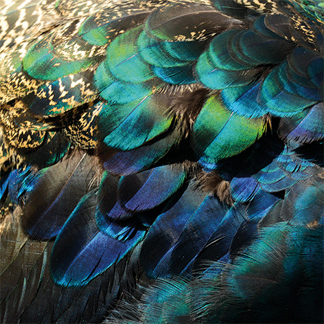 Colorful peacock feathers