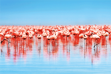 A lot of flamingo's