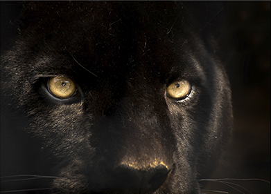Aluminium schilderij “Black cougar” van Mondiart