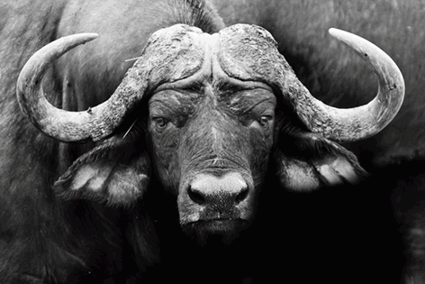 Aluminium schilderij “Close-up buffel” van Mondiart