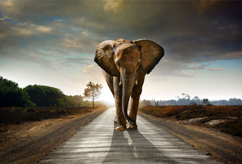 Elephant on street