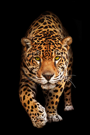 foto dibond jaguar tijger zwarte achtergrond 1041863