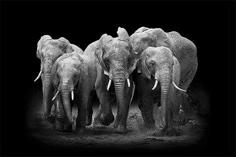 Aluminium schilderij “A herd of elephants” van Mondiart