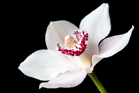 A white orchid Orchidee Bloem Close-up