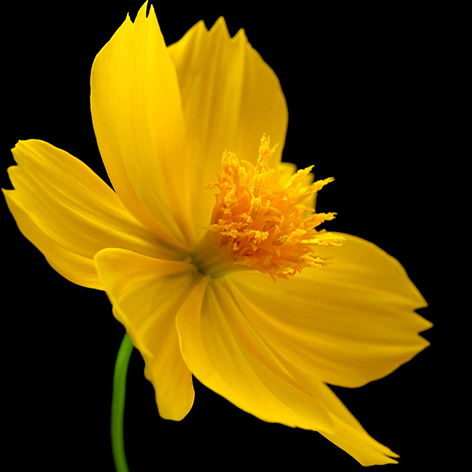 A yellow Chrysanthemum Bloem Chrysant