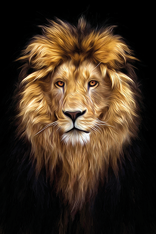 Beautiful lion Leeuw Kop Close up
