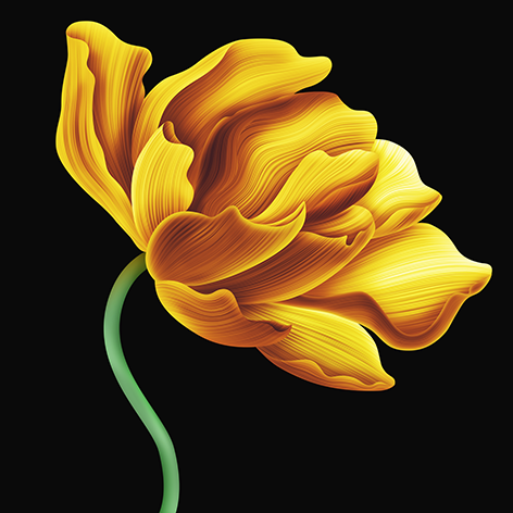 Beautiful yellow flower Bloem