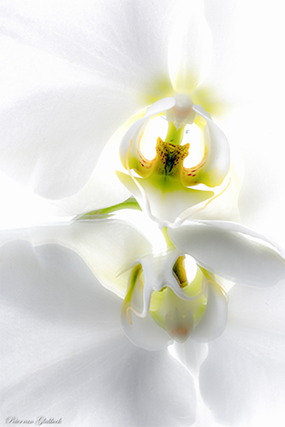 Bloem Orchidee Kelk