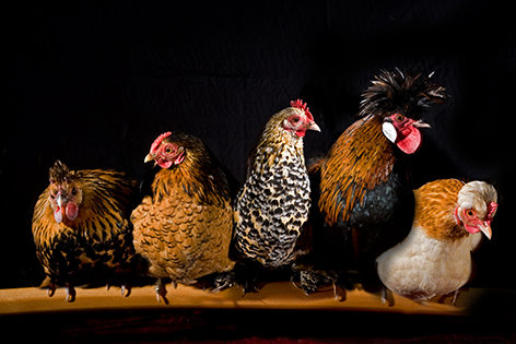 Aluminium schilderij “Chickens in a row” van Mondiart