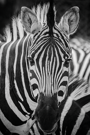 Close-up zebra Kop