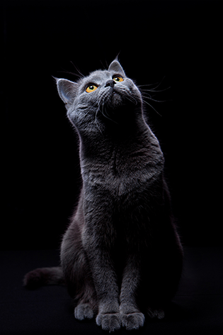 Cute black cat Kat Ogen