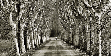 Herfst Bomen Fietser