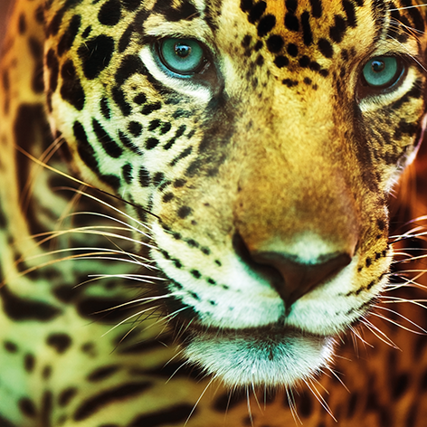 Leopard portrait Luipaard Close up Ogen