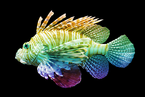Aluminium schilderij “Colorful lionfish” van Mondiart