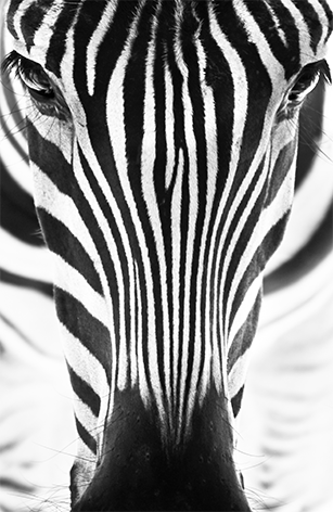 Aluminium schilderij “Portrait of a zebra” van Mondiart