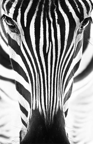 Portrait of a zebra