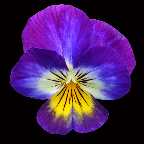 Purple pansy flower Bloem