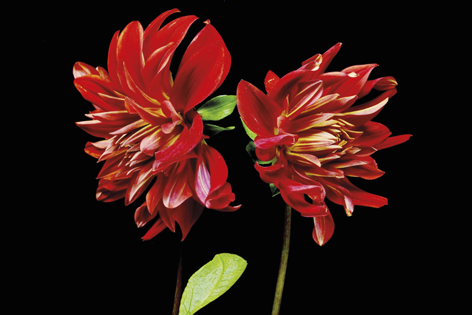 Red dahlia flower Bloem Close-up Dalia