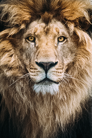 The lion king Leeuw