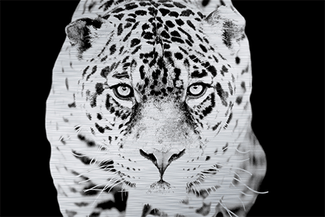 Majestic jaguar Close-up Kat Zwart wit