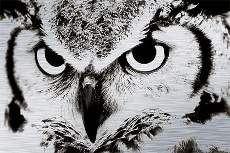 Majestic owl Close-up Zwart wit Vogel