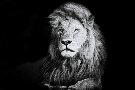 Beautiful male lion Leeuw Kop Close-up Zwart wit