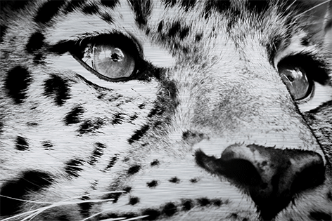 Head of a jaguar Close-up Ogen Luipaardprint Kop