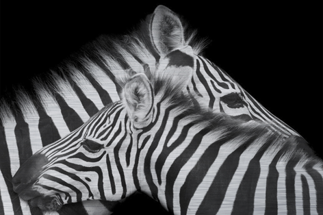 Loving zebras Veulen Zebraprint Close-up Strepen