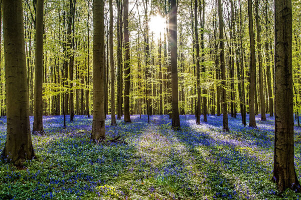 FAIRYTALE FOREST OF BELGIUM