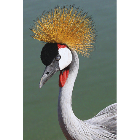 Crowned crane beautiful