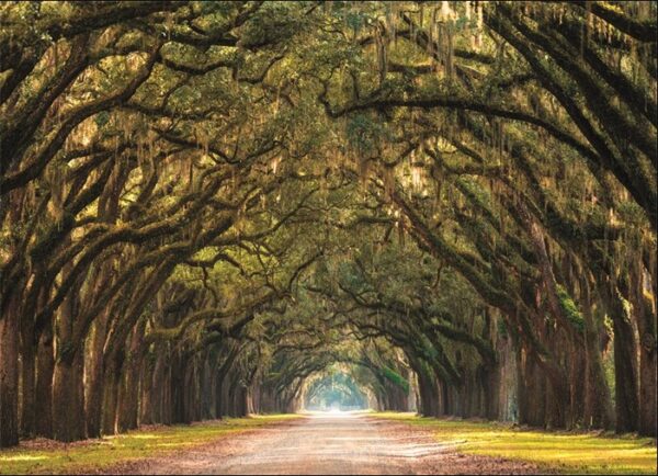Wandkleed Path lined with Oak Trees van Mondiart