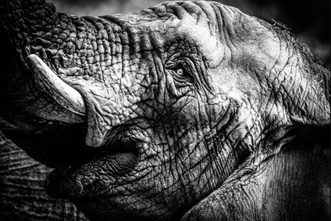 Aluminium schilderij Happy Elephant BW van MondiArt