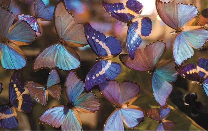 Design karpet Butterflies van MondiArt Blauwe Paarse Vlinders MA-KAR164