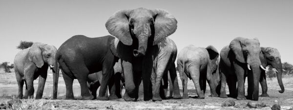 Glasschilderij Big Elephant Family Olifant Familie GS-S252