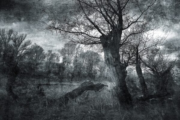 Glasschilderij Depression in Nature Dode Bomen Oerwoud