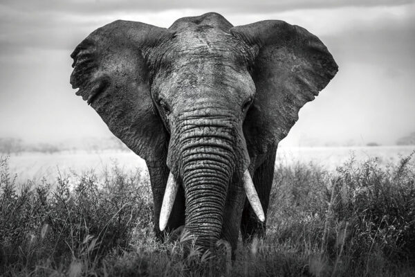Glasschilderij Elephant's Glory Black and White Olifant Afrika GS-S815