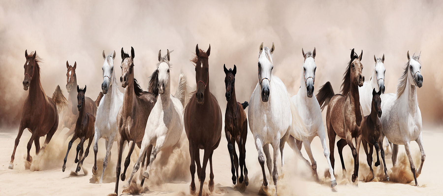 Glasschilderij Herd of Running Horses Rennende Paarden GS- S954