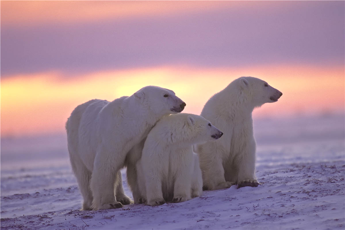 Glasschilderij Polar Bear Family Adventure Ijsbeer Poolbeer Familie GS-S600