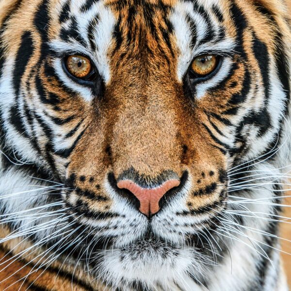 Glasschilderij The Bengal Tiger Tijger Katachtigen Strepen GS-S302