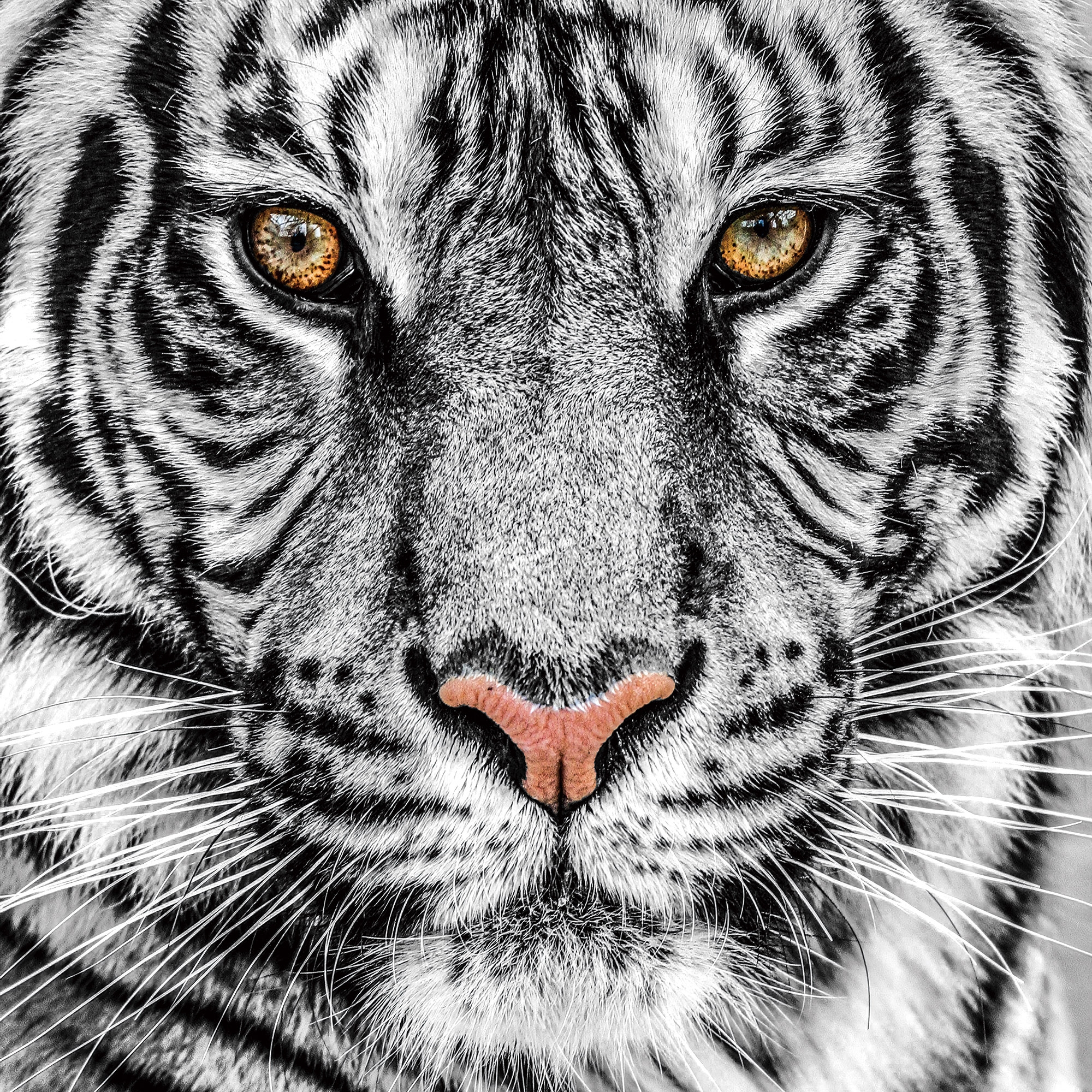Darmen Jaarlijks Mislukking Glasschilderij "The Bengal Tiger Black and White" te koop @  Betaalbarekunst.nl. Dit glazen schilderij spat van de muur en is klaar om  op te hangen.