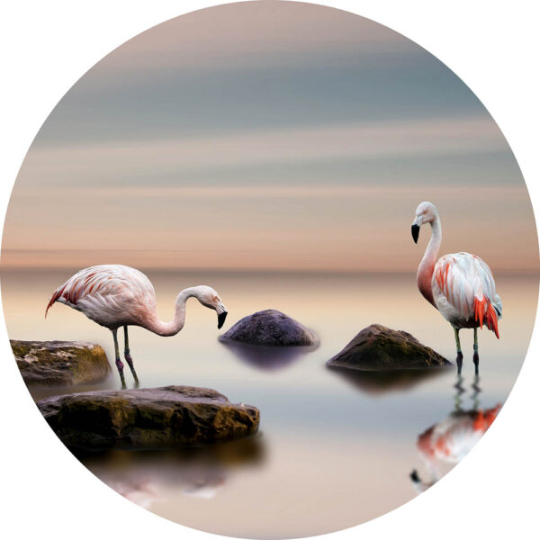 Rond glasschilderij Flamingo's Meeting by the Water Vogels Horizon GS-S186