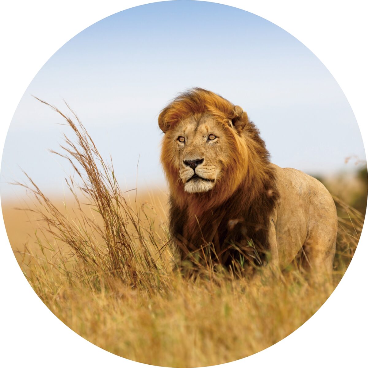 Rond glasschilderij Lion of the Wild Leeuw Grasveld Katachtigen GS-S188