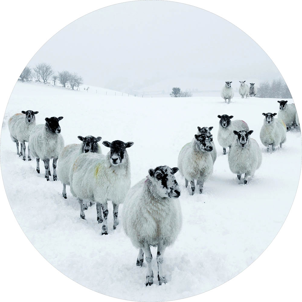 Rond glasschilderij Sheep in the Snow Schapen Winter Sneeuw GS-S177