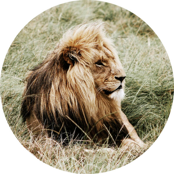 Rond glasschilderij Stylish Lion Leeuw Volle Manen Wild Grasveld GS-S179